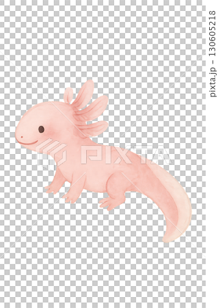 Charming young axolotl with soft blush pink watercolor wash and transparent PNG background for creative overlays 130605218