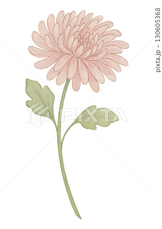 Delicate PNG watercolor chrysanthemum stem with two realistic green leaves and transparent background 130605368
