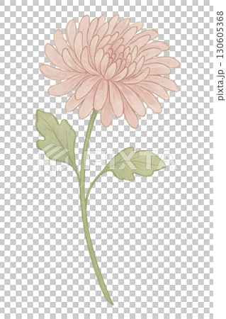Delicate PNG watercolor chrysanthemum stem with two realistic green leaves and transparent background Delicate PNG watercolor chrysanthemum stem with two realistic green leaves and transparent background 130605368