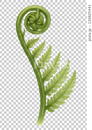 Close-up of unfurling fern frond emerging from damp layered moss on transparent background Close-up of unfurling fern frond emerging from damp layered moss on transparent background 130605441