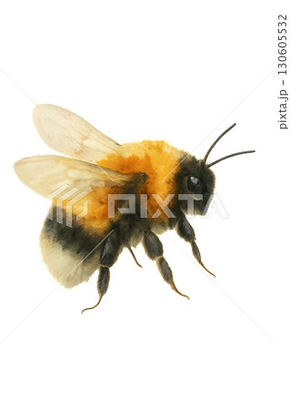 Colorful watercolor bumblebee detailed illustration with fluffy thorax and delicate wing veins on transparent PNG background 130605532