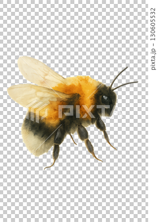 Colorful watercolor bumblebee detailed illustration with fluffy thorax and delicate wing veins on transparent PNG background 130605532