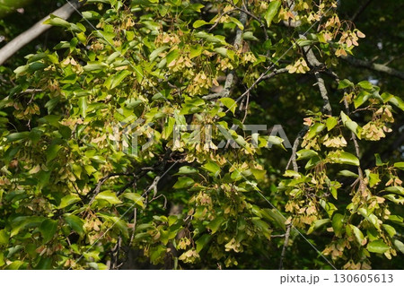 トウカエデの翼果・2025年8月 130605613