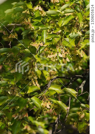 トウカエデの翼果・2025年8月 130605614