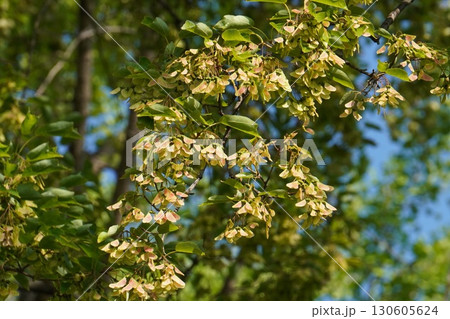 トウカエデの翼果・2025年8月 トウカエデの翼果・2025年8月 130605624