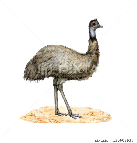 Emu bird on sandy ground watercolor realistic illustration. Hand drawn native Australian bird. Single emu side view element. Australia wildlife animal. Australian ostrich on white background 130605939