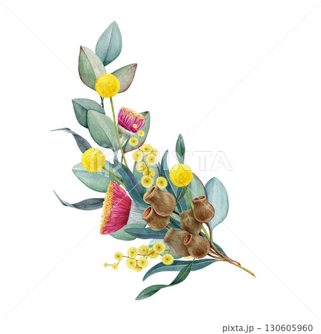 Australia native flowers elegant floral decor on white background. Vintage style watercolor illustration. Australian flora decoration design element with golden wattle, gum tree leaves and flowers 130605960