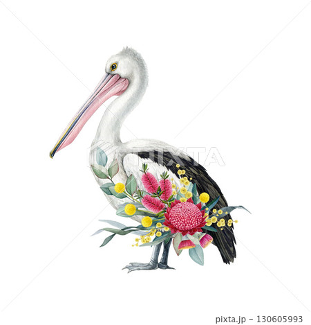 Australian pelican bird with floral decor hand drawn watercolor vintage style illustration. Australian pelican wildlife bird with Australia wildflowers native flora decoration on white background Australian pelican bird with floral decor hand drawn watercolor vintage style illustration. Australian pelican wildlife bird with Australia wildflowers native flora decoration on white background 130605993