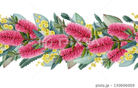 Australia native flowers seamless border. Hand drawn watercolor vintage style illustration. Bottlebrush, golden wattle flowers with eucalyptus leaves seamless border decor element on white background 130606009