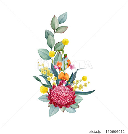Australia native flowers floral decor on white background. Vintage style watercolor illustration. Australian flora decoration element with waratah flower, eucalyptus leaves, golden acacia, gravillea 130606012