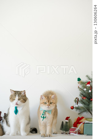 british and scottish cat wear green necktie sit on white table with christmas tree gift box and ornament decorate background british and scottish cat wear green necktie sit on white table with christmas tree gift box and ornament decorate background 130606264