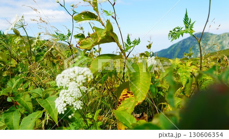 立山で見つけた高山植物 130606354
