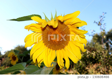 Single sunflower flower against a blue sky on a sunny summer evening Single sunflower flower against a blue sky on a sunny summer evening 130606466