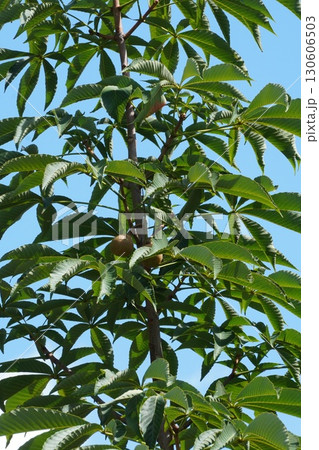 トチノキの実・2025年7月 トチノキの実・2025年7月 130606503