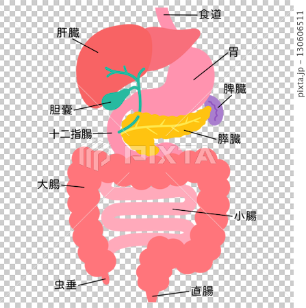 Digestive system: liver, gallbladder, pancreas, stomach, duodenum, organ structure Digestive system: liver, gallbladder, pancreas, stomach, duodenum, organ structure 130606511