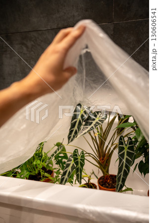 Man covers indoor plants in bathroom with plastic wrap after treating them with insecticide. Man covers indoor plants in bathroom with plastic wrap after treating them with insecticide. 130606541