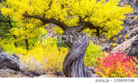 Twisted tree trunk with vibrant yellow autumn leaves in scenic mountain landscape Twisted tree trunk with vibrant yellow autumn leaves in scenic mountain landscape 130606596