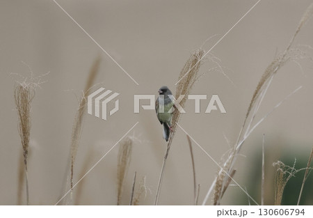 穂に止まるシベリアアオジのオス 穂に止まるシベリアアオジのオス 130606794