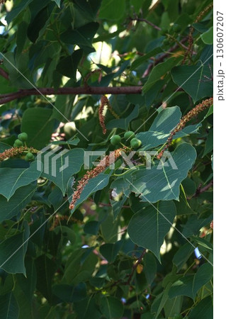 花から実になる頃のナンキンハゼ・2025年㋆ 花から実になる頃のナンキンハゼ・2025年㋆ 130607207