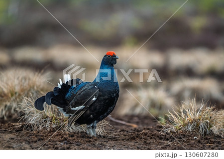 Majestic Black Grouse Displaying in Natural Habitat, Wildlife Bird on Moorland Landscape Majestic Black Grouse Displaying in Natural Habitat, Wildlife Bird on Moorland Landscape 130607280