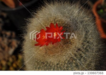 11月に咲いたサボテンの赤い花 130607368