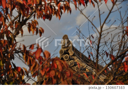 11月、法隆寺の紅葉と鬼瓦 130607383