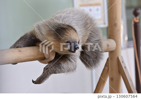 フタユビナマケモノの赤ちゃん 130607564