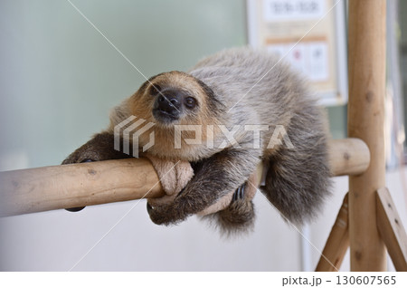 フタユビナマケモノの赤ちゃん 130607565