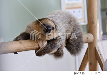 フタユビナマケモノの赤ちゃん 130607566