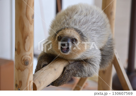 フタユビナマケモノの赤ちゃん 130607569