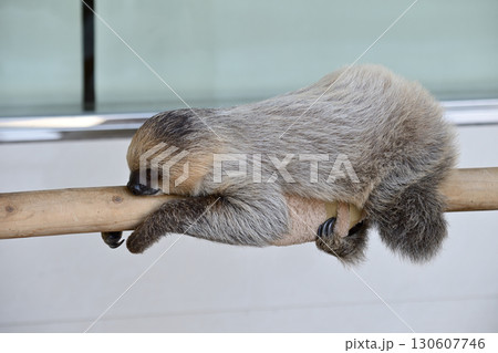 フタユビナマケモノの赤ちゃん フタユビナマケモノの赤ちゃん 130607746