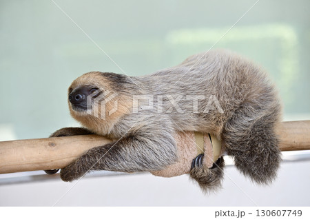 フタユビナマケモノの赤ちゃん フタユビナマケモノの赤ちゃん 130607749