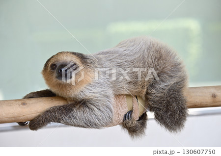 フタユビナマケモノの赤ちゃん フタユビナマケモノの赤ちゃん 130607750