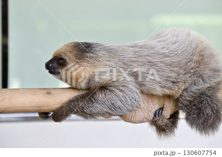 フタユビナマケモノの赤ちゃん フタユビナマケモノの赤ちゃん 130607754