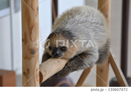 フタユビナマケモノの赤ちゃん 130607872