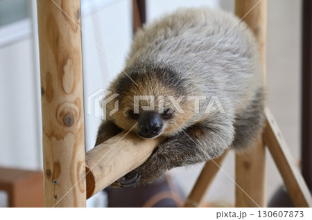 フタユビナマケモノの赤ちゃん フタユビナマケモノの赤ちゃん 130607873