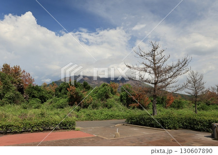桜島 さくらじま 火山 130607890