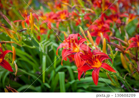 Red and Orange Daylilies Red and Orange Daylilies 130608209