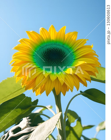 Vibrant sunflower bloom under a clear, sunny, and cloudless, light blue sky 130608613
