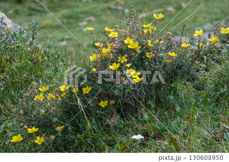 キルギス_ドングルメ川沿いのトレイル 130608950