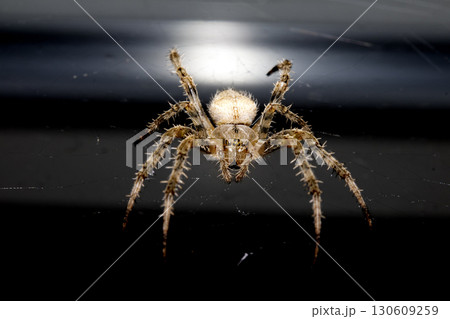 Close up of a garden spider on a web arachnophobia scary nature 130609259