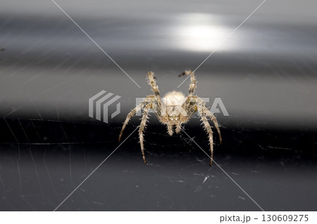 Close up of a garden spider on a web arachnophobia scary nature 130609275