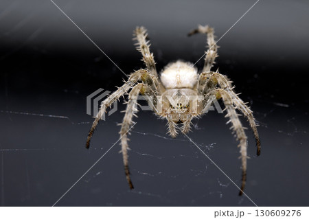 Close up of a garden spider on a web arachnophobia scary nature 130609276