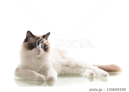 Blue-eyed fluffy Ragdoll sits in graceful pose 130609399