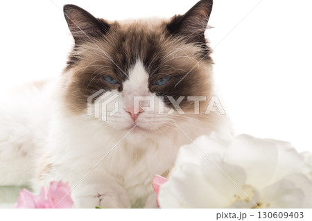 close up of ragdoll cat among roses on white background close up of ragdoll cat among roses on white background 130609403