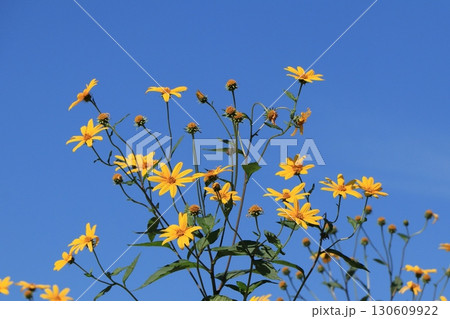 キクイモの花 キクイモの花 130609922