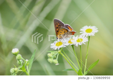 ヒメジョオンから吸蜜するベニシジミ ヒメジョオンから吸蜜するベニシジミ 130609950