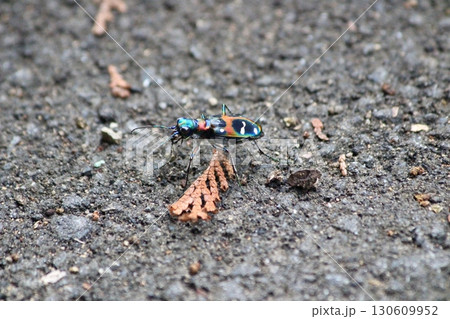 ハンミョウ_3993 ハンミョウ_3993 130609952