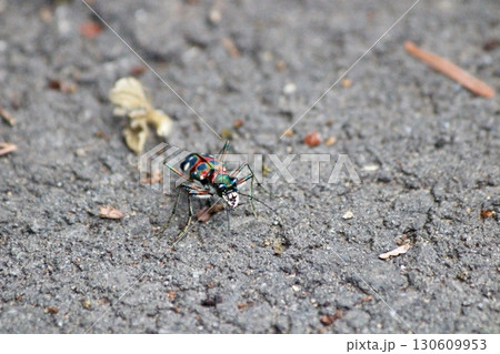 ハンミョウ(顔右側) ハンミョウ(顔右側) 130609953