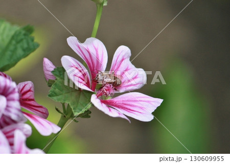 ゼニアオイにきたニホンミツバチ 130609955